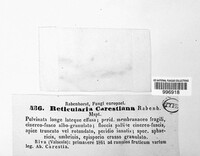 Reticularia carestiana image